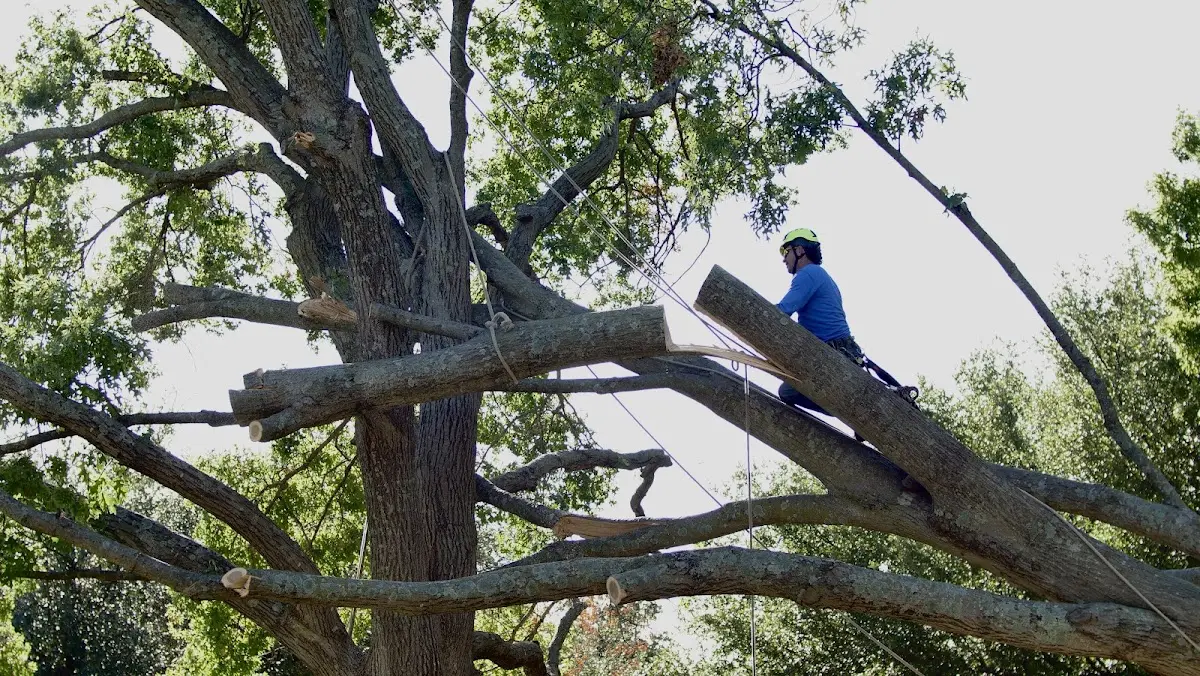 Professional Crown Thinning performed by certified arborists in East Dubuque