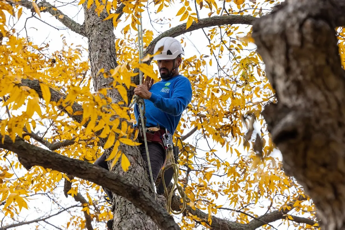 Skilled Tree Pruning crew working in East Dubuque